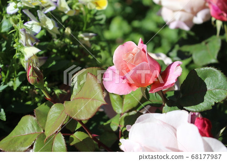 Rose red pink rose Rose red pink rose 68177987