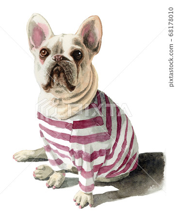 French bulldog in a watercolor striped shirt French bulldog in a watercolor striped shirt 68178010