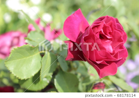 Rose red pink rose 68178114