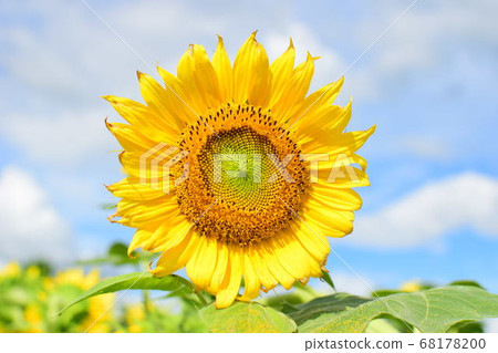 在藍天中閃耀的單一向日葵 68178200