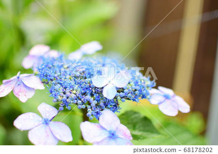  hydrangea 68178202