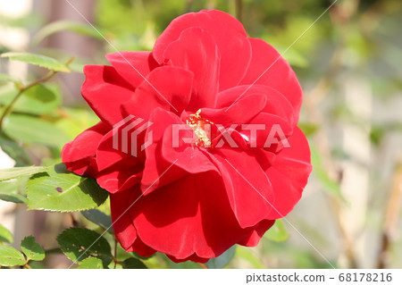 Red rose flower blooming in the garden 68178216