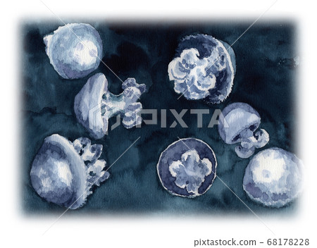 Illustration of jellyfish lycnoly salsana painted in watercolor Illustration of jellyfish lycnoly salsana painted in watercolor 68178228