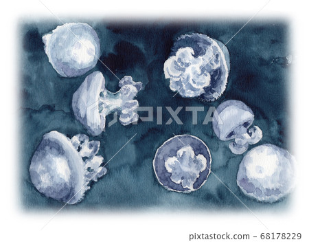Illustration of jellyfish lycnoly salsana painted in watercolor Illustration of jellyfish lycnoly salsana painted in watercolor 68178229