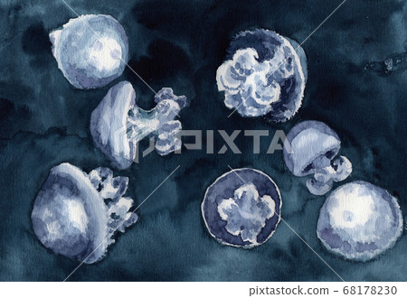 Illustration of jellyfish lycnoly salsana painted in watercolor Illustration of jellyfish lycnoly salsana painted in watercolor 68178230