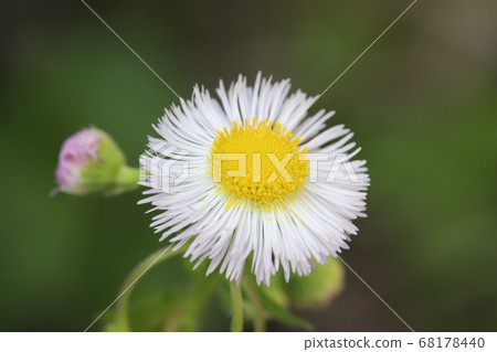 Halzion的白花盛開在花園裡 Halzion的白花盛開在花園裡 68178440