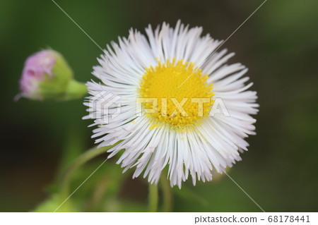 Halzion的白花盛開在花園裡 Halzion的白花盛開在花園裡 68178441