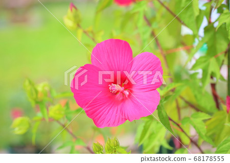 泰坦比卡斯花 泰坦比卡斯花 68178555