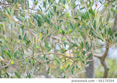 Olive fruit 68178564