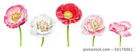 Illustration of poppy flower painted by watercolor 68178861