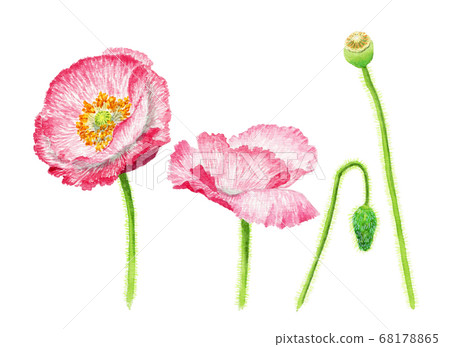 罌粟花朵和芽的插圖畫水彩 68178865