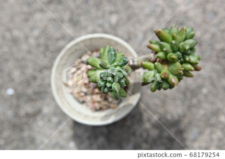Succulent plant 68179254