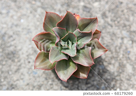 Succulent plant 68179260