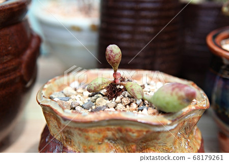 Succulent plant Succulent plant 68179261