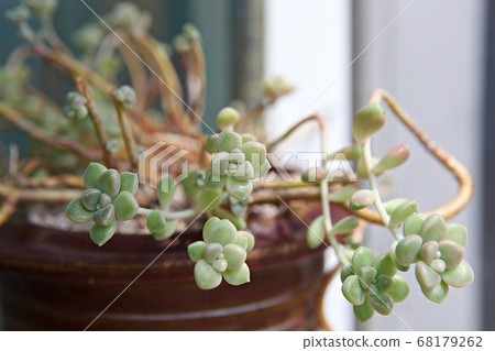 多汁植物 68179262