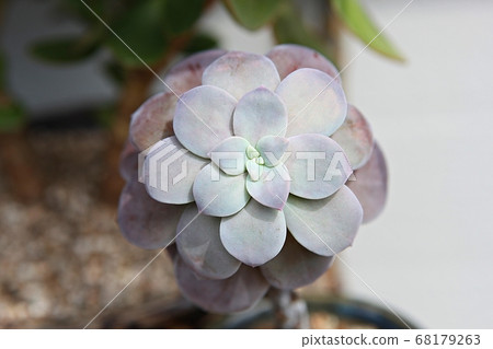 Succulent plant 68179263