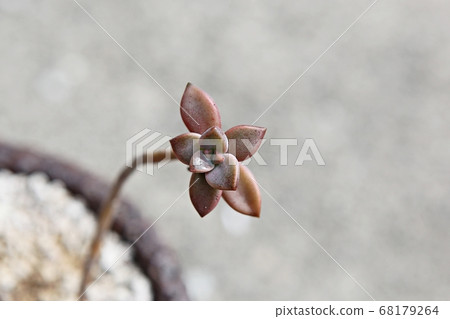 多汁植物 多汁植物 68179264