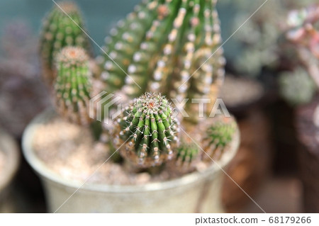 Succulent plant 68179266