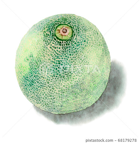 A whole melon drawn in watercolor 68179278