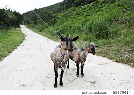 Goat Goat 68179414