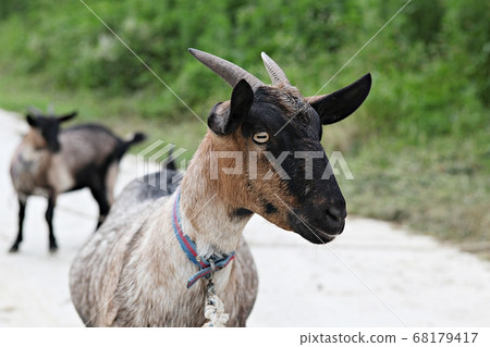 Goat Goat 68179417