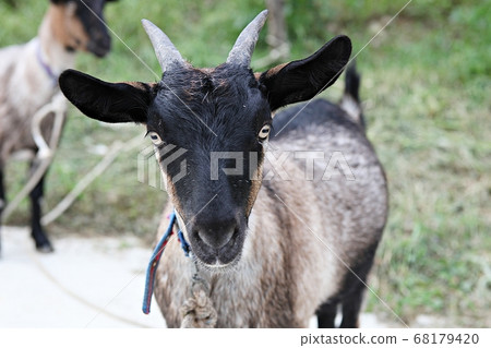 Goat Goat 68179420