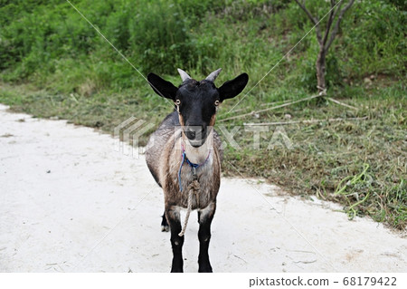 Goat Goat 68179422
