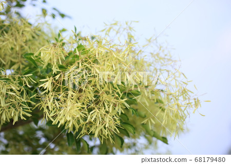 Flowers of Simonna Neko Flowers of Simonna Neko 68179480