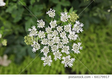 Flower Flower 68179917