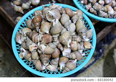 clam clam 68180042