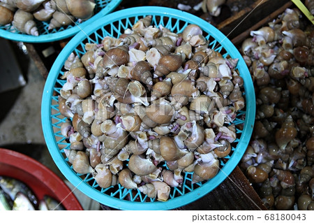 clam clam 68180043