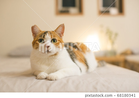 Calico relaxing indoors 68180341