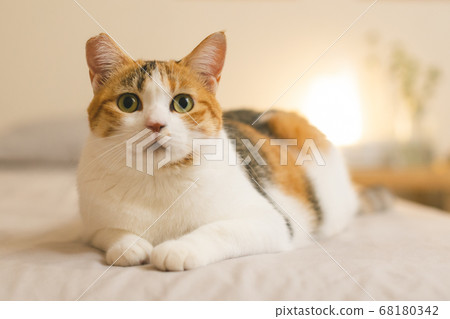 Calico relaxing indoors Calico relaxing indoors 68180342