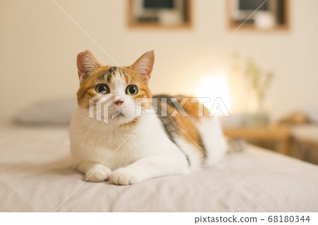 Calico relaxing indoors 68180344