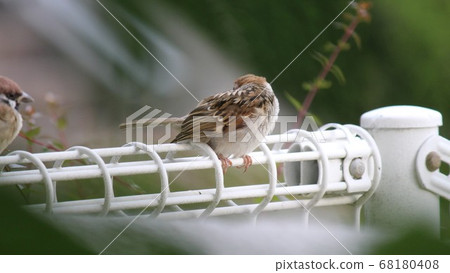 Sparrow naps on the fence Sparrow naps on the fence 68180408