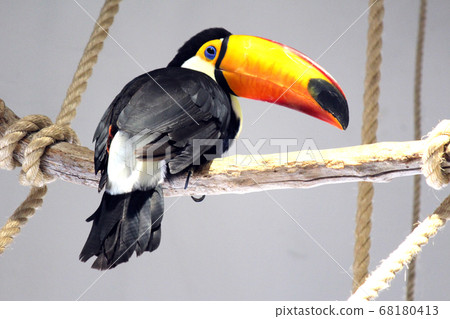 Toco toucan turning around while resting on a perch Toco toucan turning around while resting on a perch 68180413