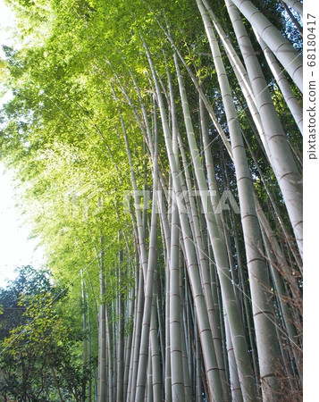 竹林 竹林 68180417