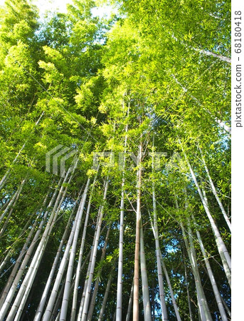 竹林 竹林 68180418