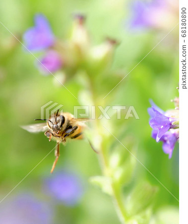 Bees flying from Arcanet to Arcanet 68180890