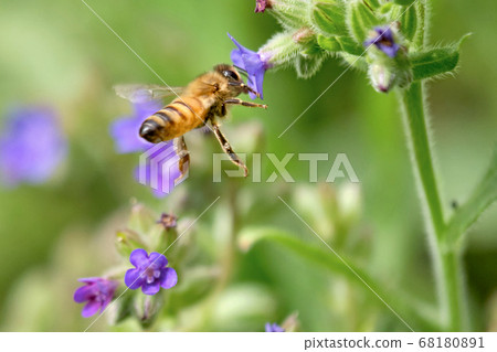 Bees flying from Arcanet to Arcanet 68180891