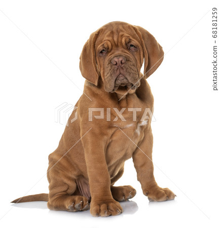 puppy Dogue de Bordeaux puppy Dogue de Bordeaux 68181259