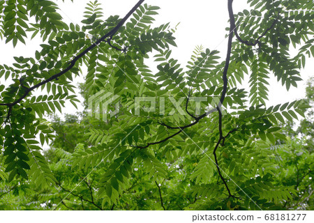 Landscape looking up Landscape looking up 68181277