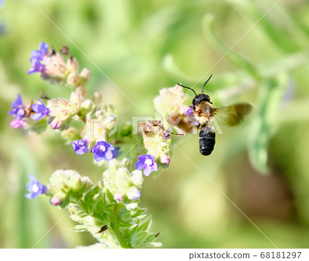 Smith leafcutter flying to Arcanet 68181297