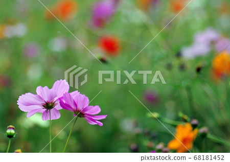 Cosmos Cosmos 68181452