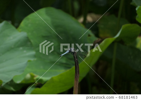 Lion-tailed dragonfly perching on the lotus stem Lion-tailed dragonfly perching on the lotus stem 68181463