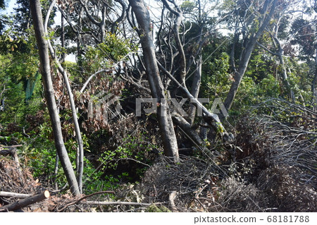 A fallen tree due to a typhoon 68181788
