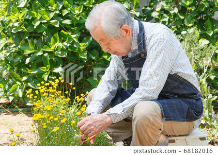 Senior picking flowers (gardening) Senior picking flowers (gardening) 68182016