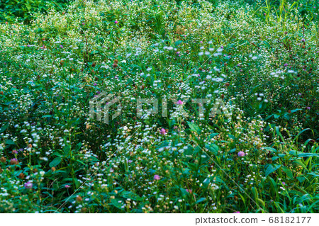 Early summer midsummer wildflowers Early summer midsummer wildflowers 68182177