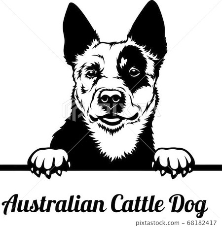 black and white australian cattle dog