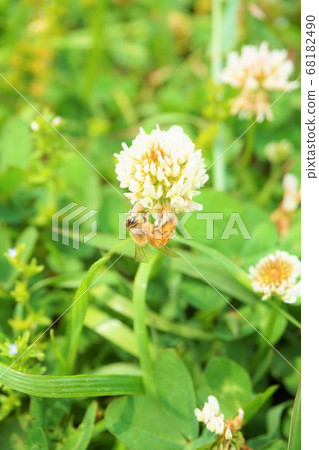 白三葉草蜜蜂雜草草植物 68182490